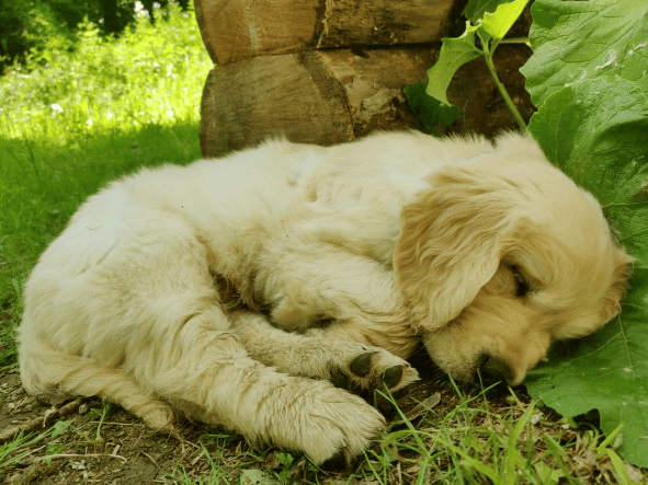 epicanin histoire chien