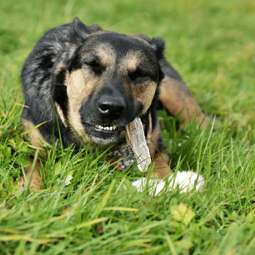 chien qui mange une oreille de lapin