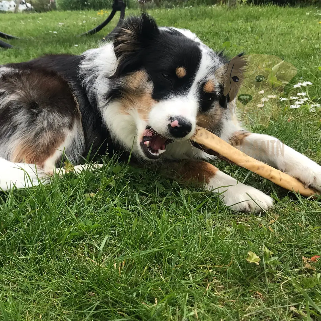 berger australien mastique une peau de tĂȘte de boeuf 30cm