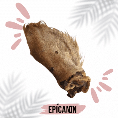 Oreille de Boeuf avec Fourrure Petite Coque x10