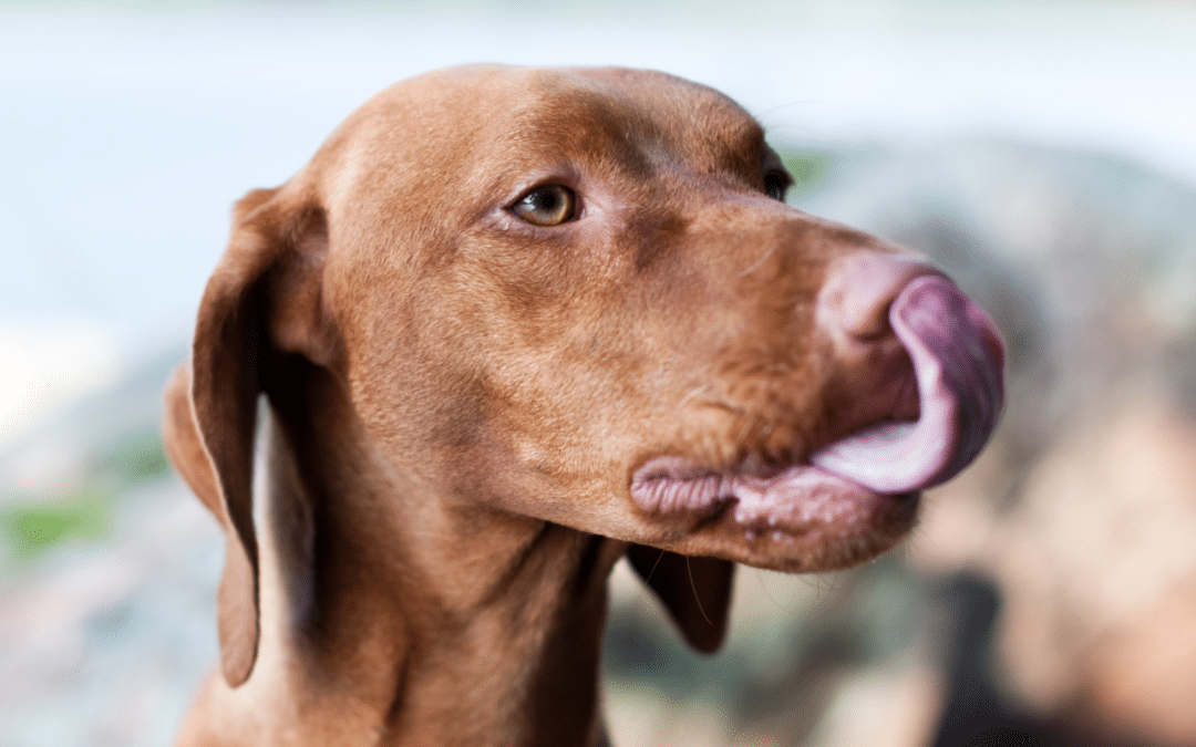 5 Idées pour Garnir un Tapis de Léchage et Régaler Votre Toutou