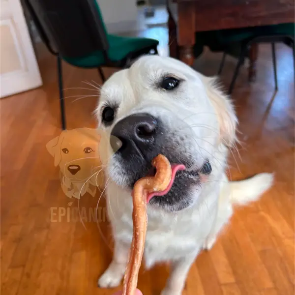 chien golden retriever qui mastique un nerf d'agneau