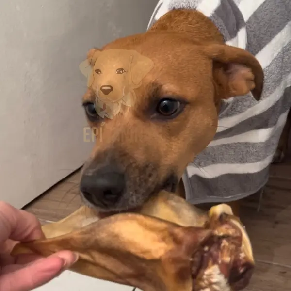 chien avec une oreille de boeuf