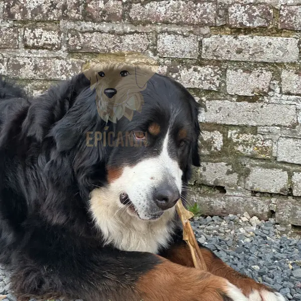 bouvier bernois qui mastique une peau de boeuf 30cm