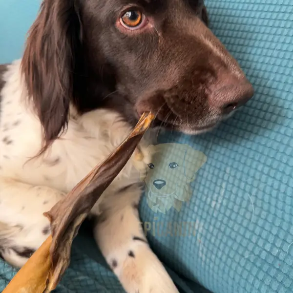 chien qui mastique une peau de boeuf 30cm