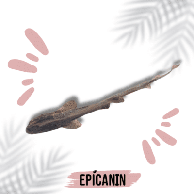 roussette (petit requin)