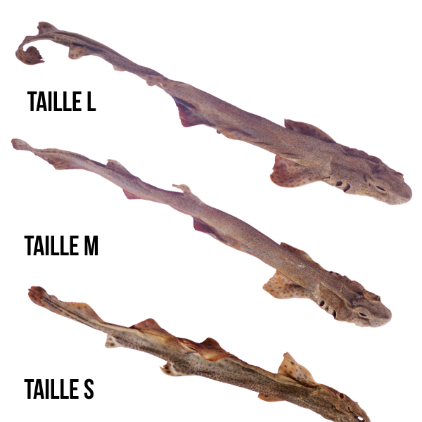 ROUSETTE COMPARAISON TAILLE