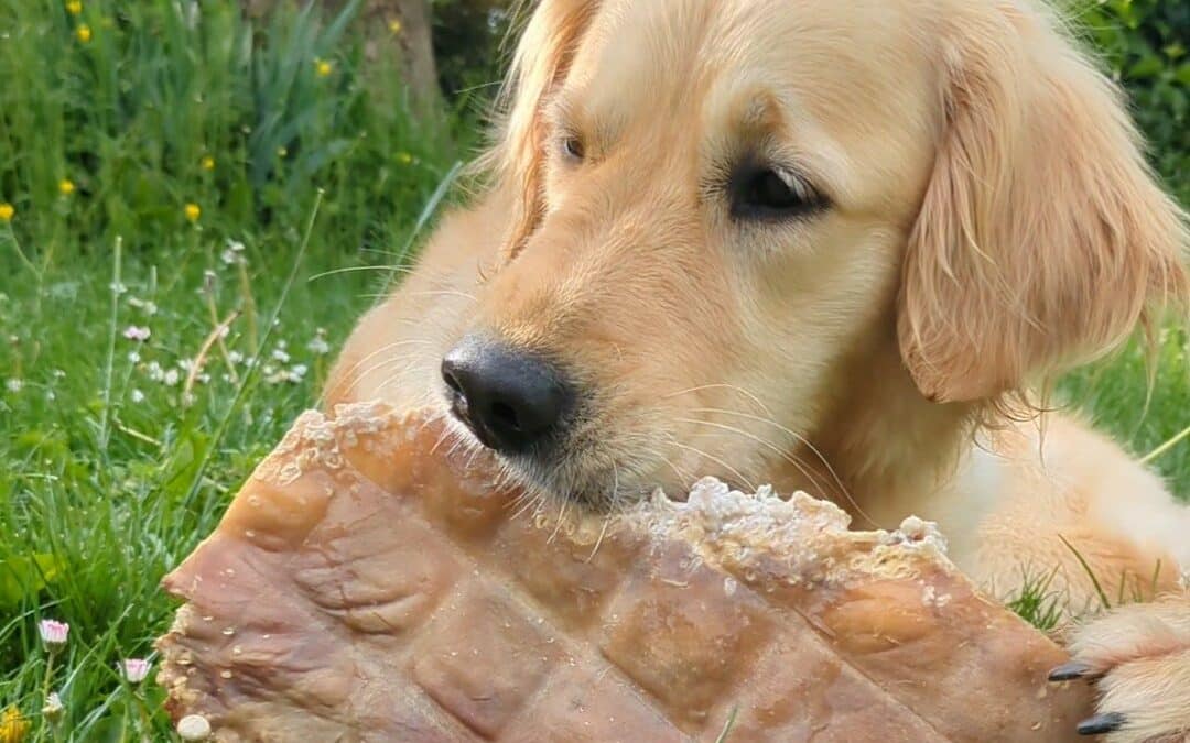 La mastication, un besoin ? Par Docteure Alice Mignot (Dans La Tête Des Chiens)