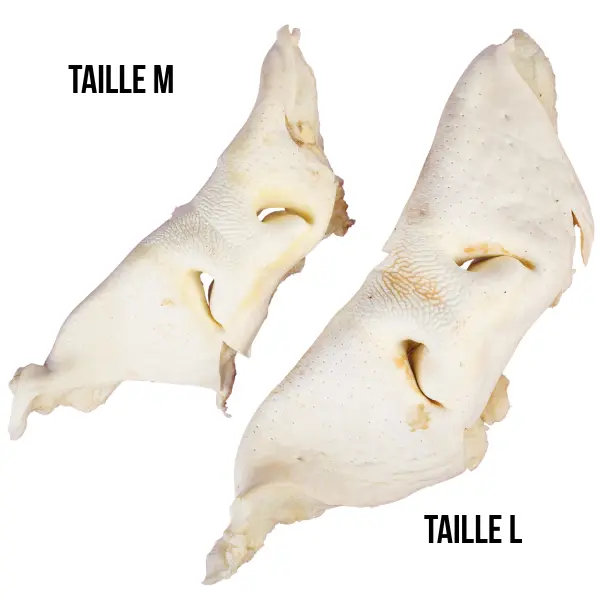 MUSEAU DE BOEUF SOUFFLE BLANC COMPARAISON DEUX TAILLE M et L