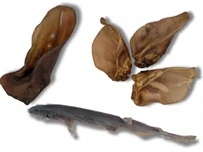 mastication naturelle chien epicanin