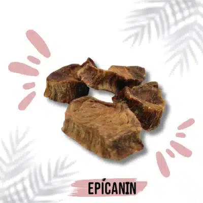 file tde thon pour chien