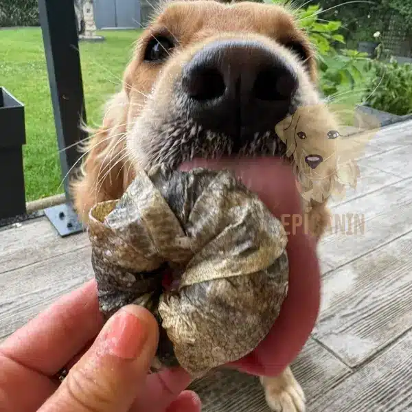 chien golden retriever qui lĂšche un donuts 100% cabillaud