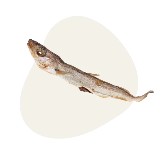 Merlan Sauvage 🐟
