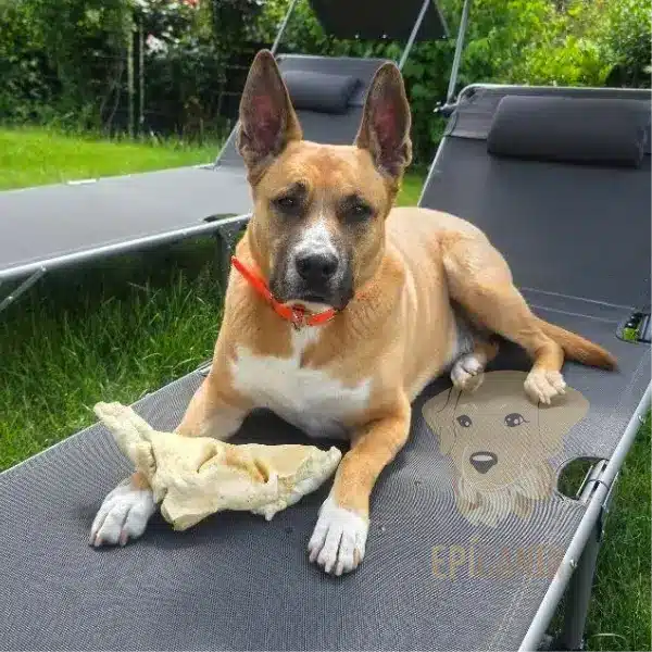 un chien allongé sur un transat avec un museau de boeuf soufflé