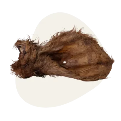 oreille de boeuf avec fourrure mastication Chien