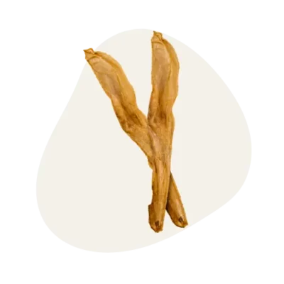 oreille de lapin sans fourrure chien mastication