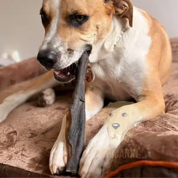 un chien qui mastique une peau de cerf