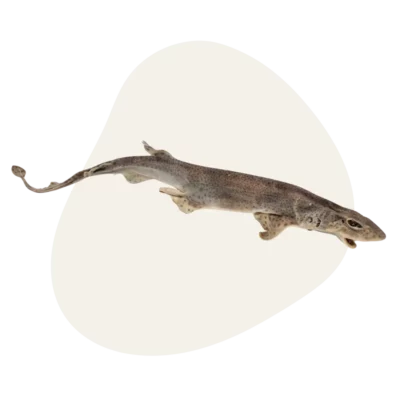 Roussette Sauvage - Petit Requin (â 60cm) đŠ