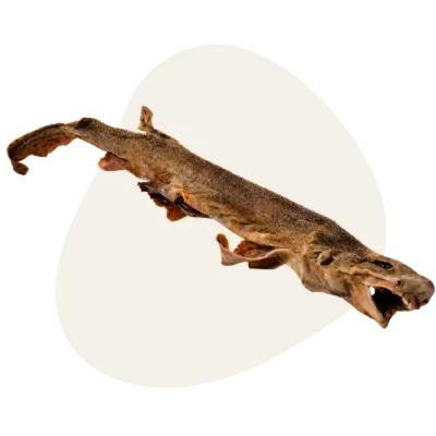 Roussette Sauvage - Petit Requin (â 60cm) đŠ