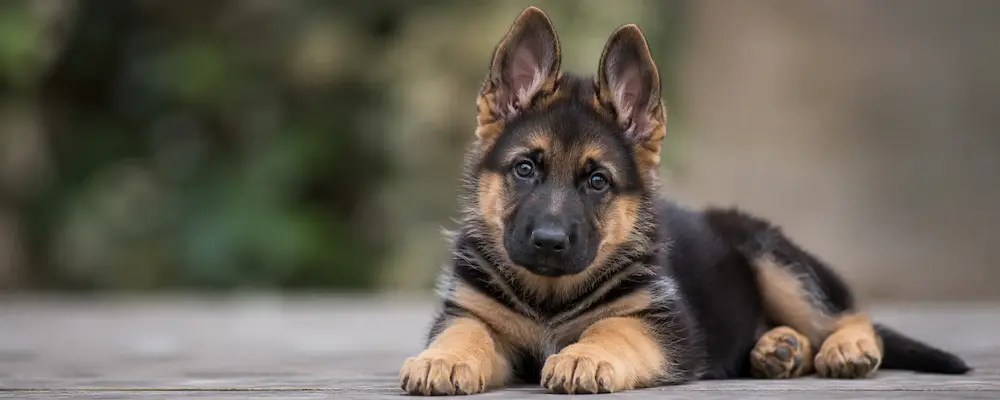 Comment bien accueillir un chiot à la maison ? Le guide complet