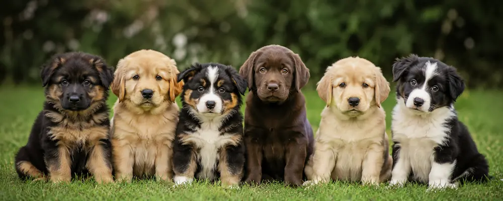 Quelle race de chien choisir ? Le test quiz et le guide pour trouver le chien qui vous correspond