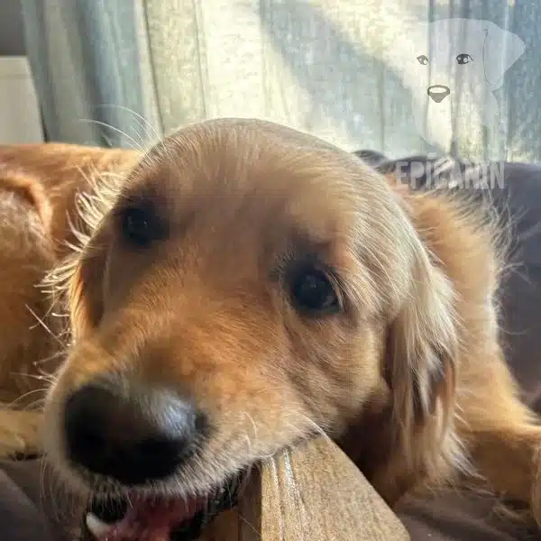 chien golden retriever qui mastique un bois de daim