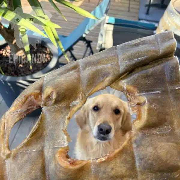 chien golden retriever qui regarde une plaque de boeuf