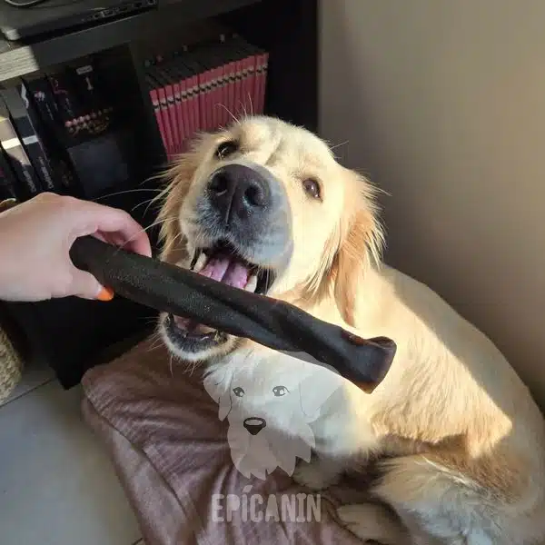 chien golden retriever qui s'apprète à mastiquer une peau de chameau